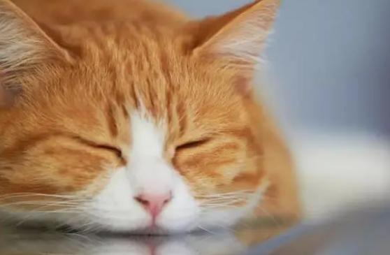 小猫拉血便怎么治疗最好 小猫拉血便怎么治疗最好