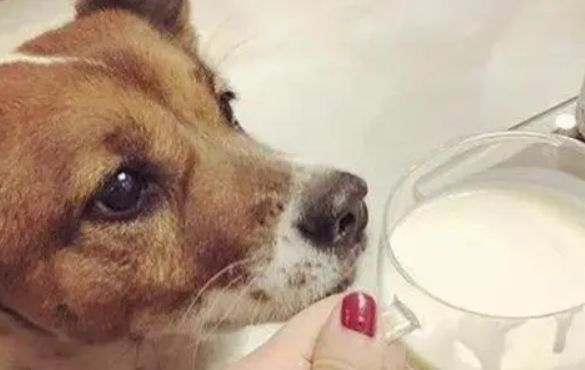 狗可以喝豆浆吗”