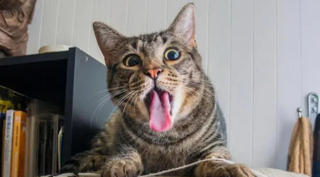 猫咪宁愿饿肚子也不吃猫粮，主人怎么办？