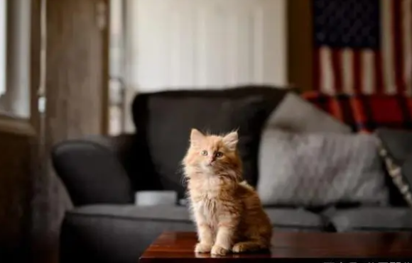 外国网友晒得漂亮猫猫,让人忍不住想吸 外国网友晒得漂亮猫猫,让人忍不住想吸