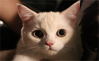 猫衣原体感染的症状怎么办