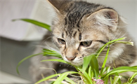 当天驱虫的猫可以一起睡觉吗会传染吗