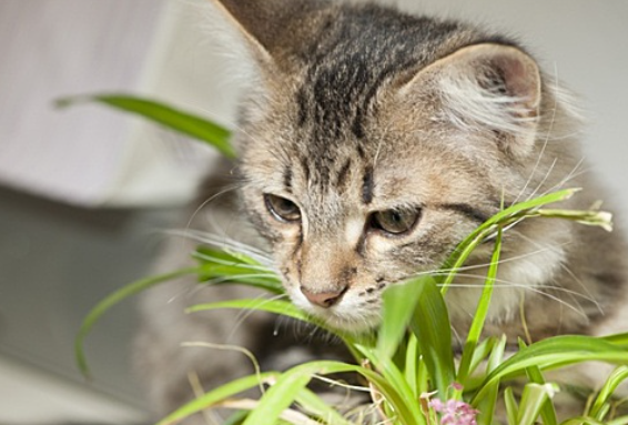 当天驱虫的猫可以一起睡觉吗会传染吗
