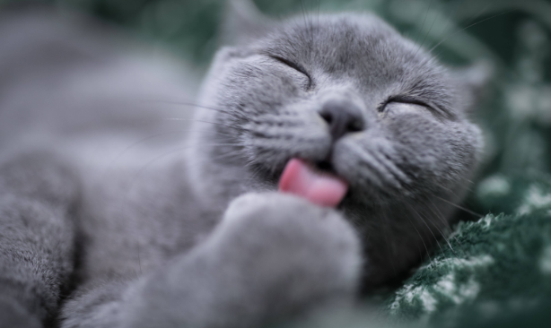 猫咪舔了75医用酒精怎么办