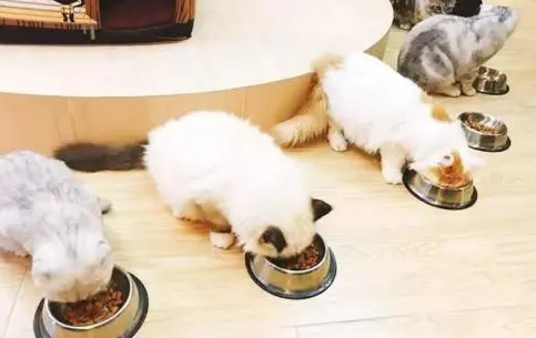 猫粮大概多少钱