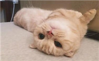猫咪软便带血可以打疫苗吗