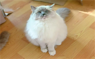 布偶猫过了爆毛期还能爆毛吗