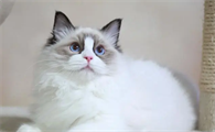 布偶猫猫粮哪个牌子比较好