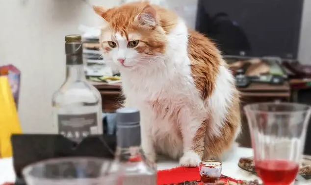 怎么让猫不上桌子?要讲究技巧 怎么让猫不上桌子?要讲究技巧