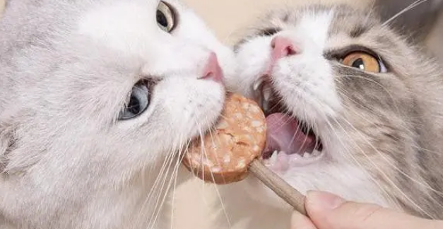 该不该给猫咪喂零食?你们知道吗? 该不该给猫咪喂零食?你们知道吗?