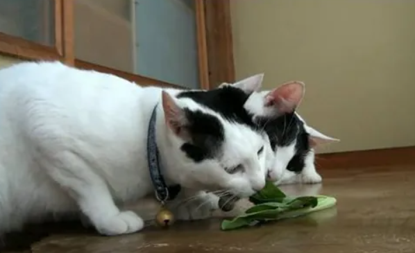 猫能吃菠菜吗