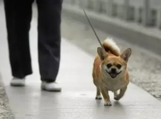 狗狗牵引绳如何套