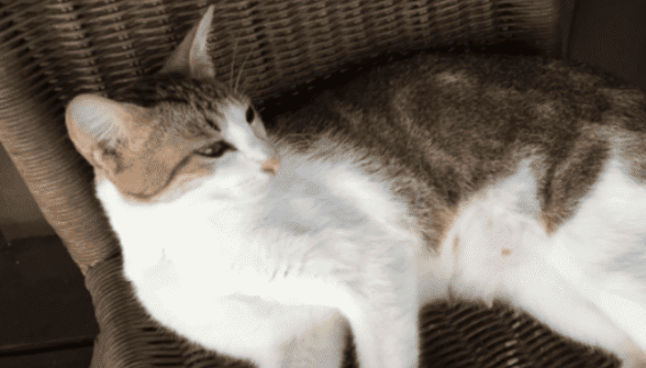 猫吐红色的液体是怎么回事