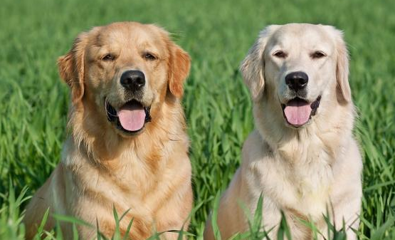 拉布拉多犬和金毛的区别有些什么?看完,你就知道了 拉布拉多犬和金毛的区别有些什么?看完,你就知道了