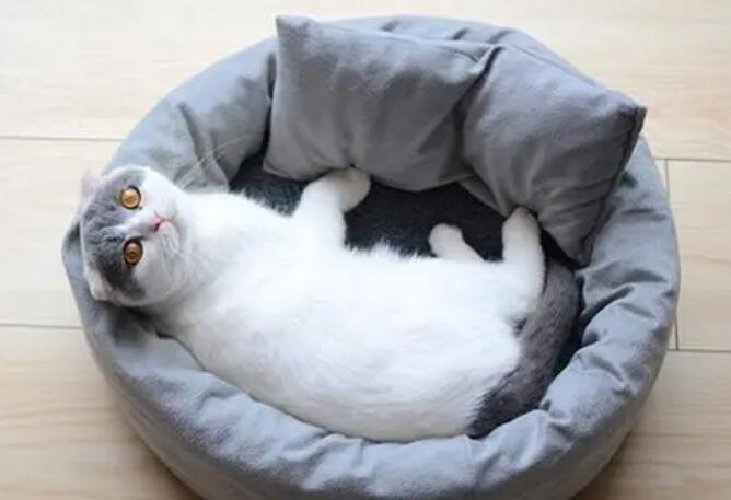 如何让猫呆在猫窝里