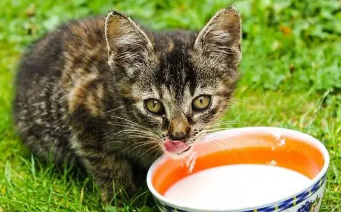 猫不能喝牛奶 猫不能喝牛奶