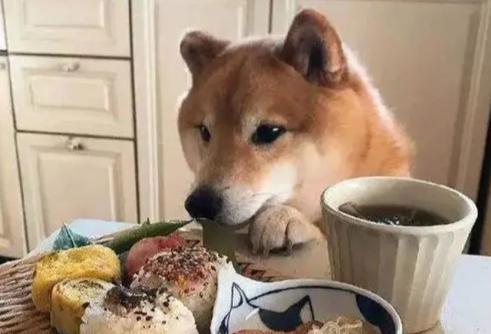 狗能吃米饭吗1”