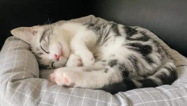 为什么不肯再睡猫窝了?可能是这几个原因 为什么不肯再睡猫窝了?可能是这几个原因
