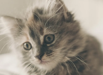 公猫猫咪发情怎么缓解？方法如下！