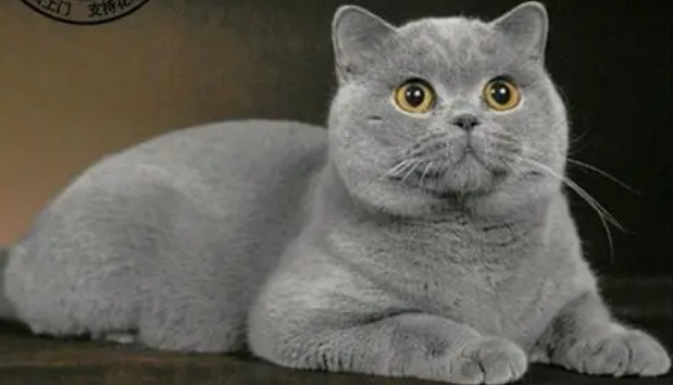 英短蓝猫不粘人怎么办啊