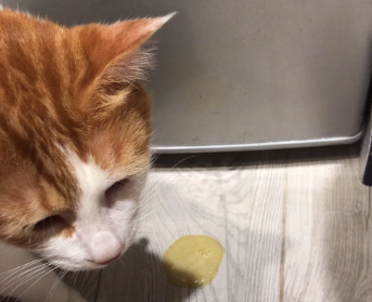 猫咪拉稀屎是什么原因
