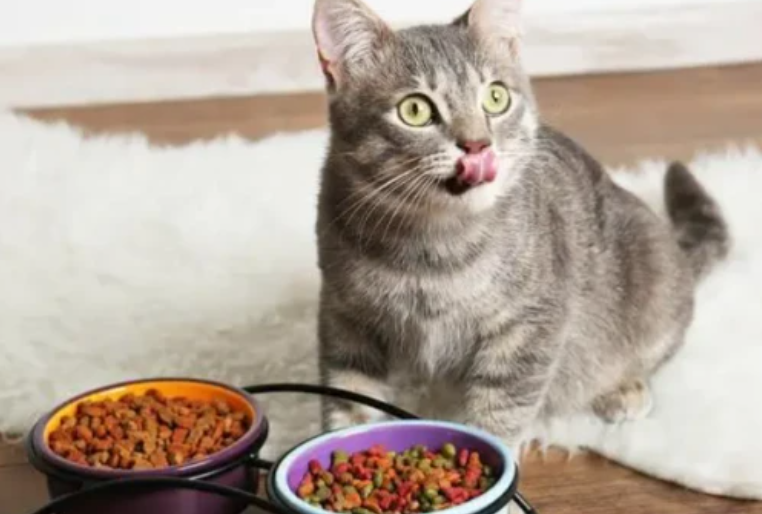 猫一天吃多少猫粮?来看科学喂养公式 猫一天吃多少猫粮?来看科学喂养公式