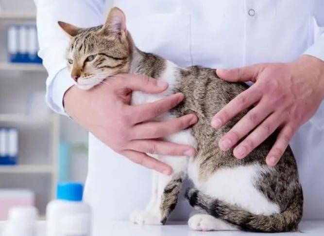 猫得猫瘟打单抗还是抑制蛋白 猫得猫瘟打单抗还是抑制蛋白