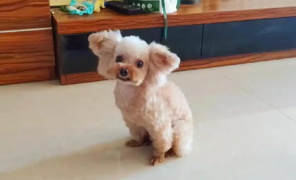 飞耳泰迪是不是人工做出来的？想了解就来看看
