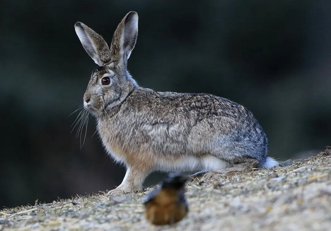 灰尾兔多少钱一只?想知道的,看过来!