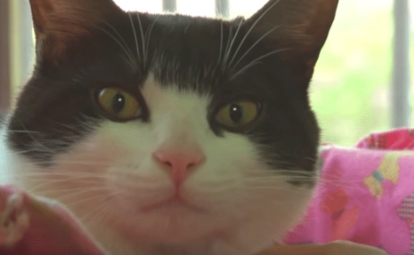 猫咪逃离家庭,躲在了高高的树枝上 猫咪逃离家庭,躲在了高高的树枝上