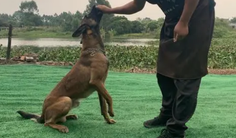 怎么让狗吃狗粮?10年训犬师教你一招解决 怎么让狗吃狗粮?10年训犬师教你一招解决