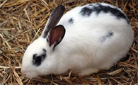 英国斑点兔能长多大？好奇的来看看吧