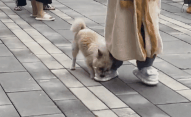 狗抢拖鞋就跑，排队女生当场社死。