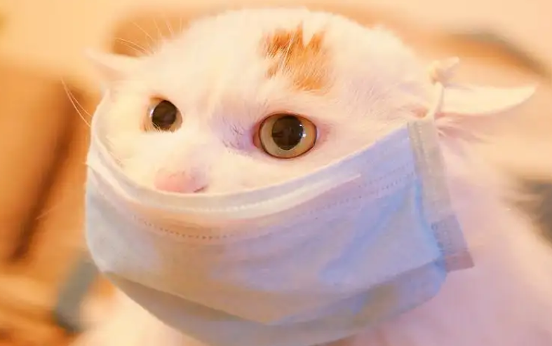 養貓須知：貓會傳染新型冠狀病毒肺炎嗎？