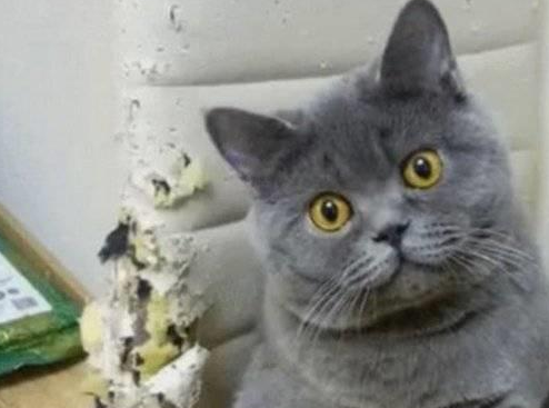 蓝猫抓坏椅子，主人对它严厉批评却被气哭