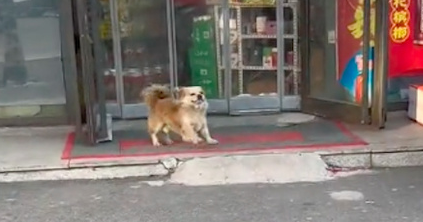 狗听到要给它买火腿肠，直接带她去了超市