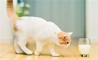 猫可以吃草莓吗酸奶