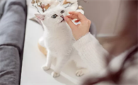 猫特别能吃是不是有病怎么治