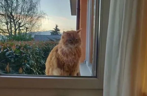 准备收养骗吃骗喝的橘猫,却发现是邻居家的 准备收养骗吃骗喝的橘猫,却发现是邻居家的