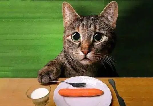 铲屎官有必要了解的话题：猫是杂食动物吗？
