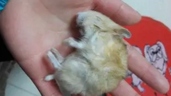 仓鼠假死眼睛是睁开还是闭上 仓鼠假死眼睛是睁开还是闭上