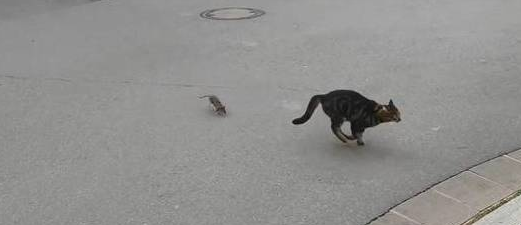老鼠捉猫见过没？街头上演逆天闹剧 网民：现实版Tom & Jerry