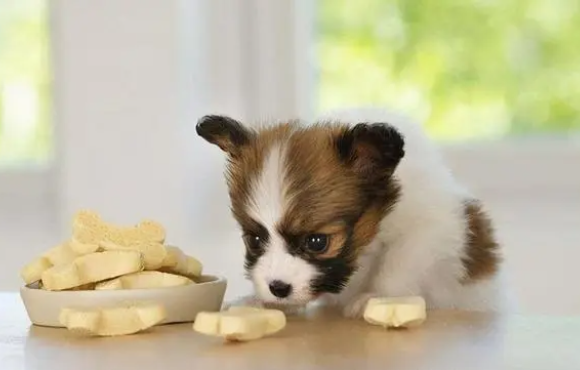狗狗爱吃什么零食