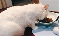 猫能吃哪些零食