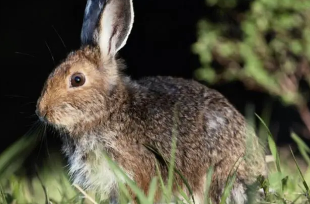华南兔是保护动物吗?看这里