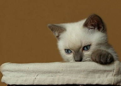 猫身上有伤口怎么治疗