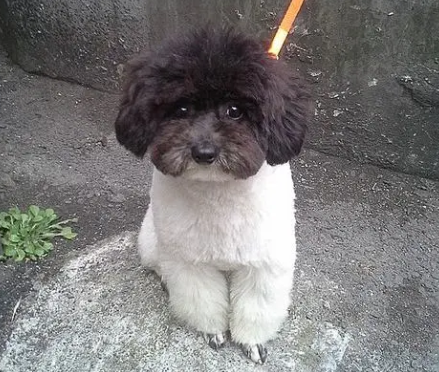 今日科普：黑白花泰迪值不值钱