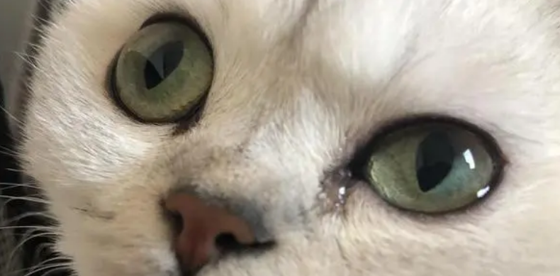 猫咪眼睛有白色的分泌物怎么回事 猫咪眼睛有白色的分泌物怎么回事