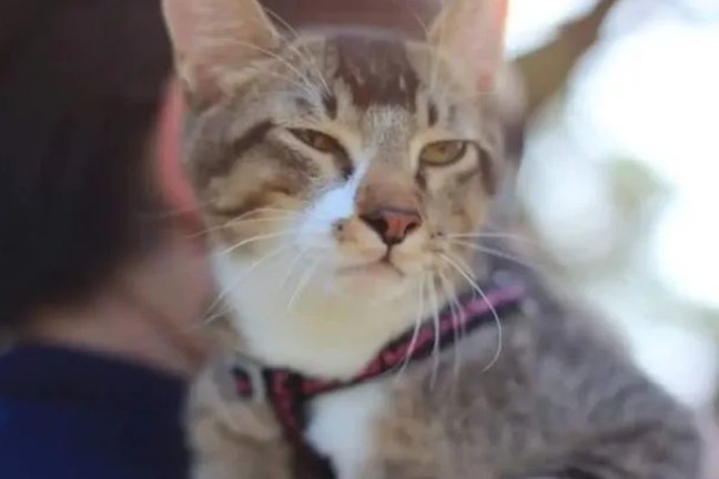 小猫差点被人吃掉,网友及时出现救下它们 小猫差点被人吃掉,网友及时出现救下它们