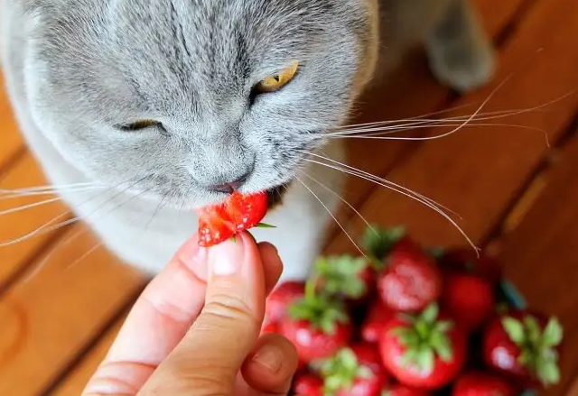 45天小猫可以吃草莓吗
